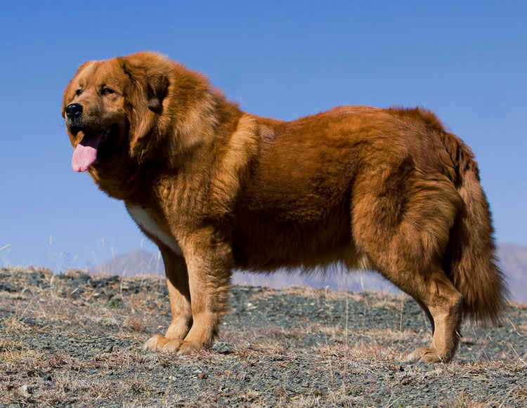 Razas de perros chinos: mastín tibetano