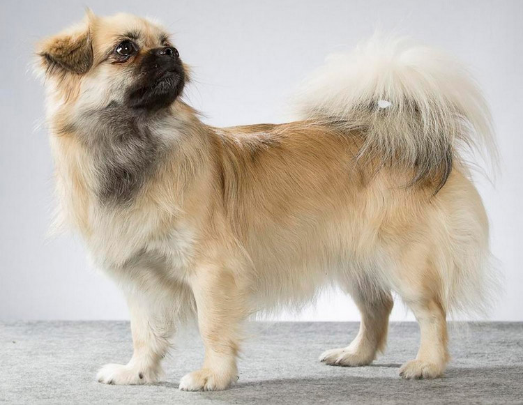 Razas chinas de perros: Spaniel Tibetano