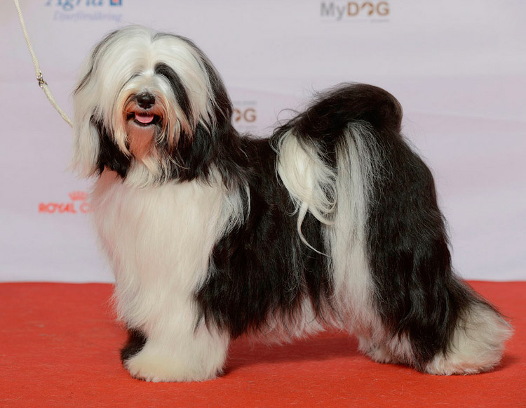 Razas de perros chinos: terrier tibetano