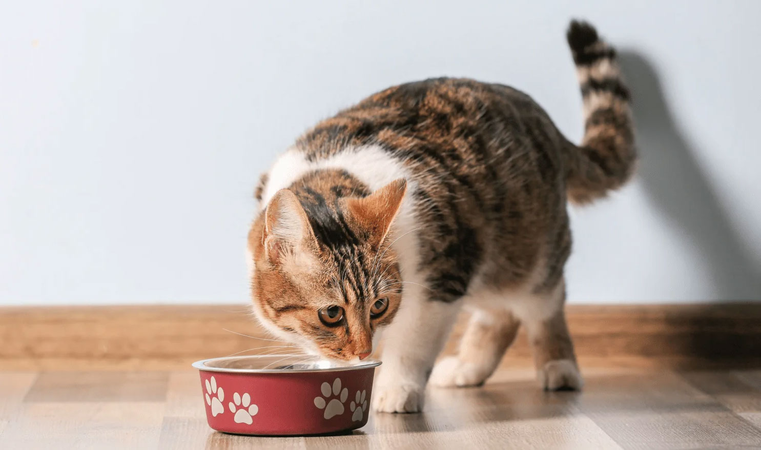 Fibra en la dieta del gato