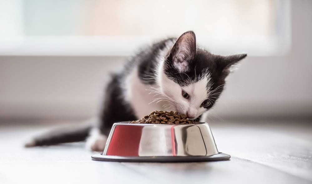 ¿Necesita el gato fibra?