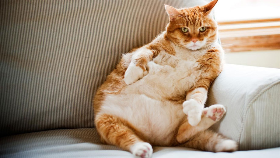 ¿Con qué alimentar a un gato propenso a ganar peso?