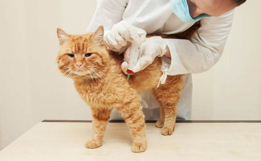 Gato en el hospital