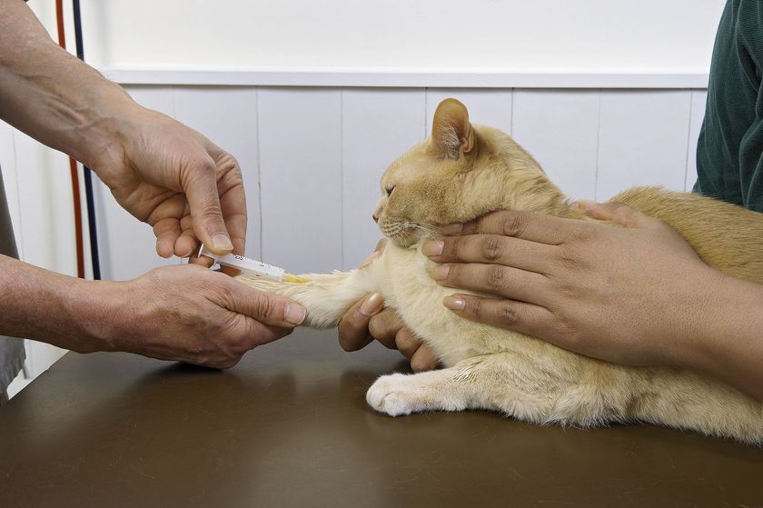 Extracción de sangre al gato