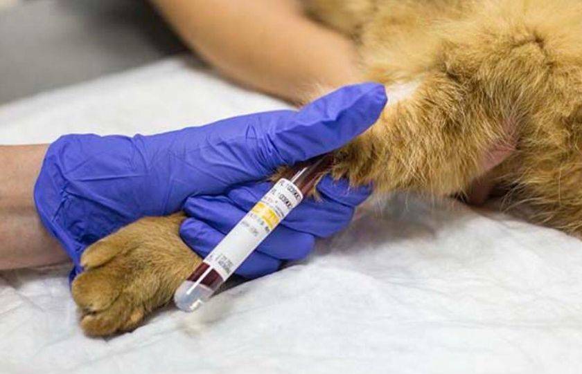 Análisis de sangre en el gato