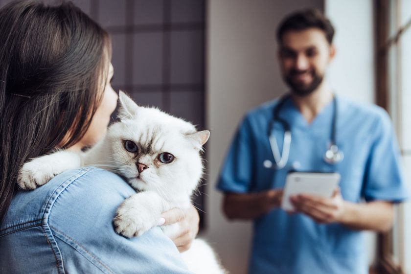 El veterinario