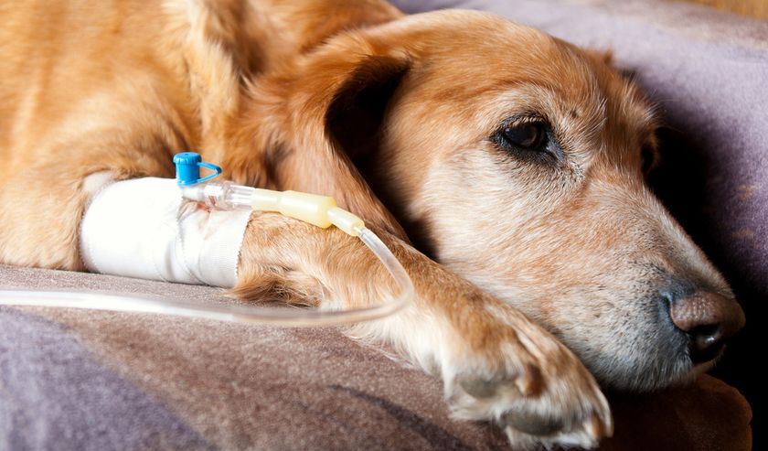 El perro está enfermo