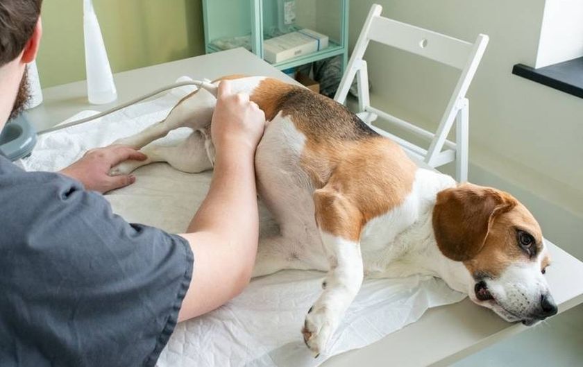 Ecografía a un perro