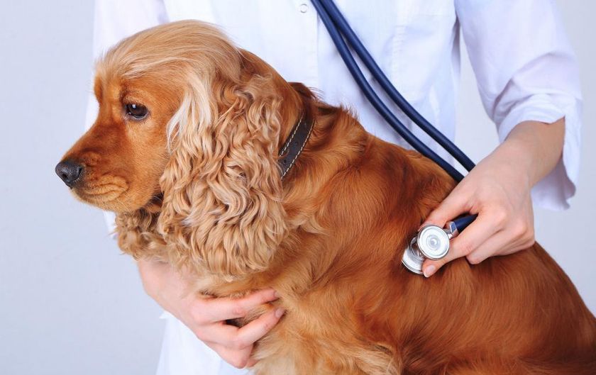 Perro en el veterinario