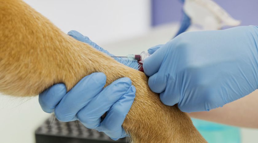 Análisis de sangre en perros