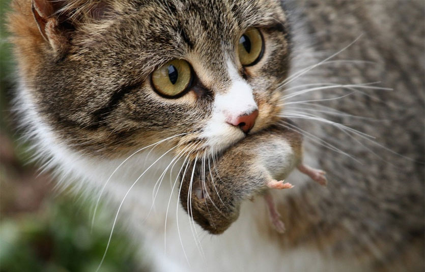 Vías de infección de la coccidiosis en gatos