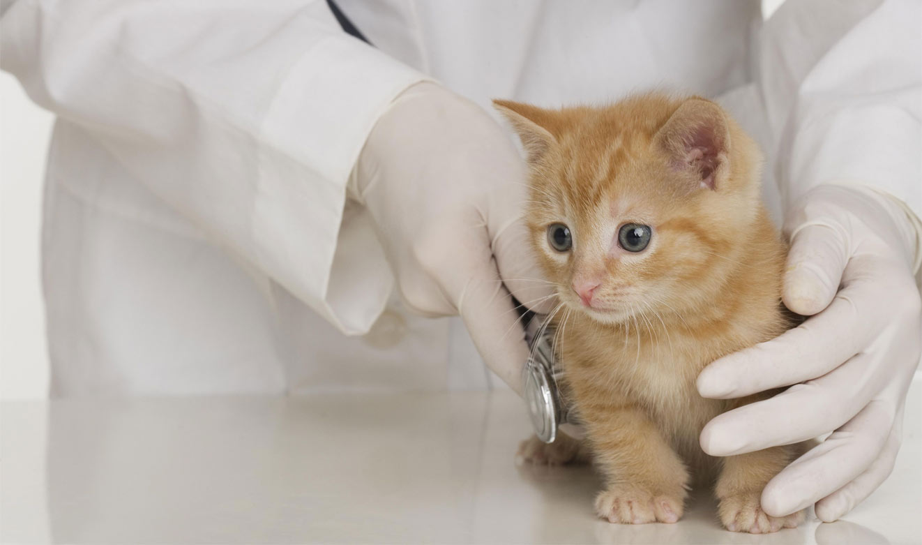 Por qué es peligrosa la coccidiosis en gatitos