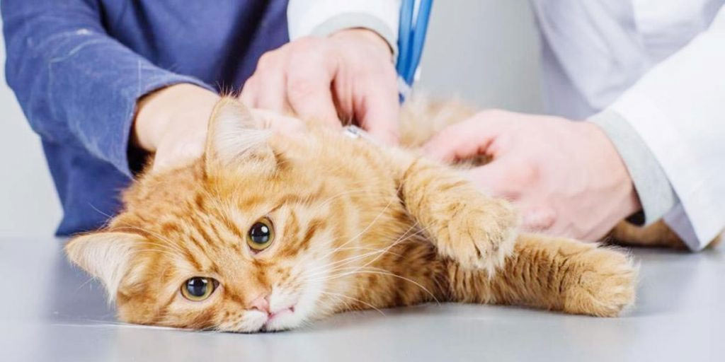 Coccidiosis asintomática en gatos