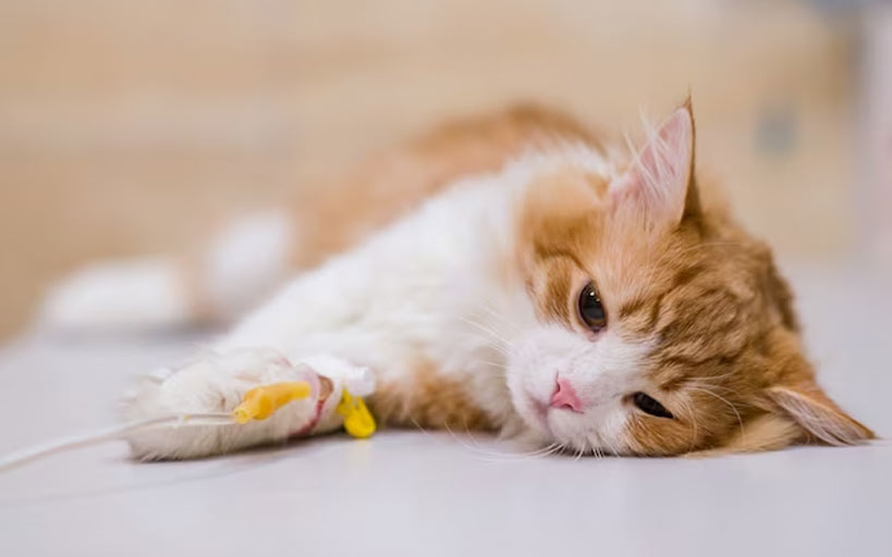 Terapia de infusión para gatos