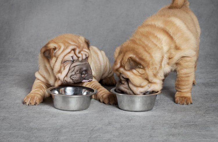 Cachorros de shar pei comen pienso