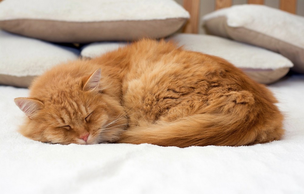 Gato durmiendo, almohadas