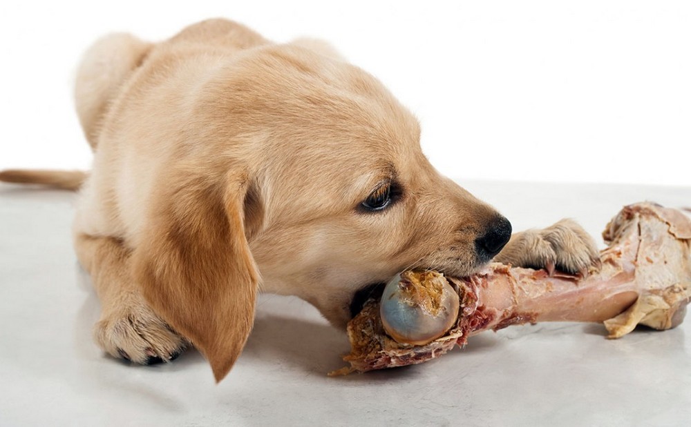 Perro y hueso