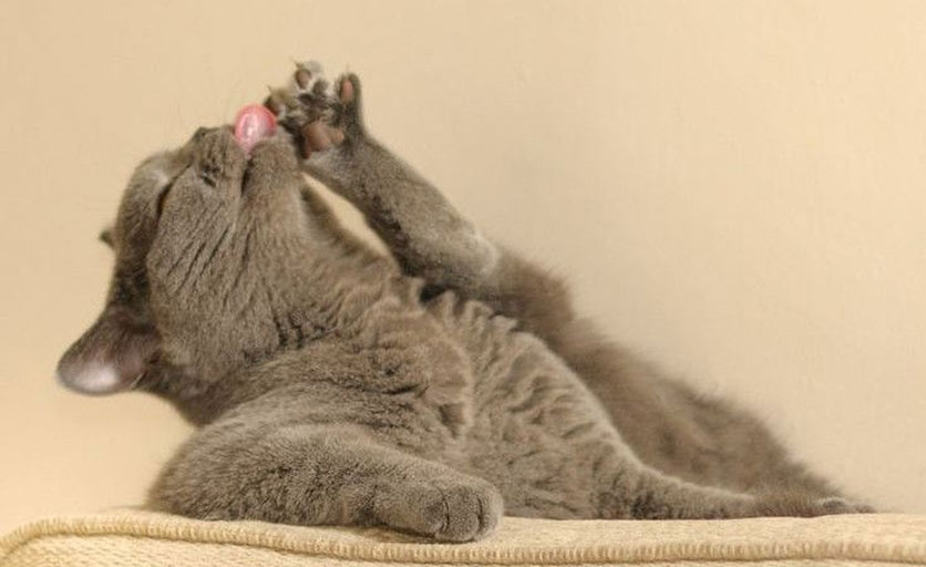 El gato se muerde las patas - causas