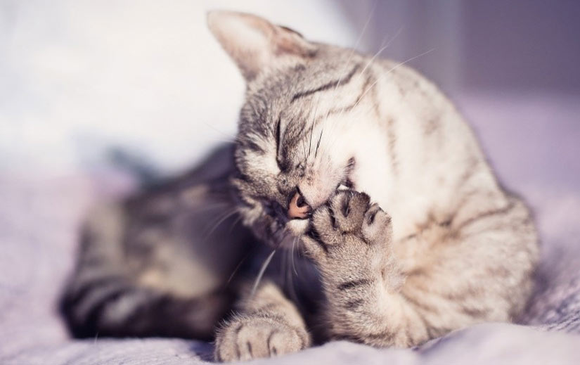 El gato se muerde las patas