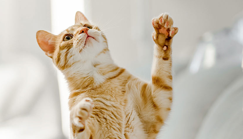 Características de las uñas y patas de los gatos