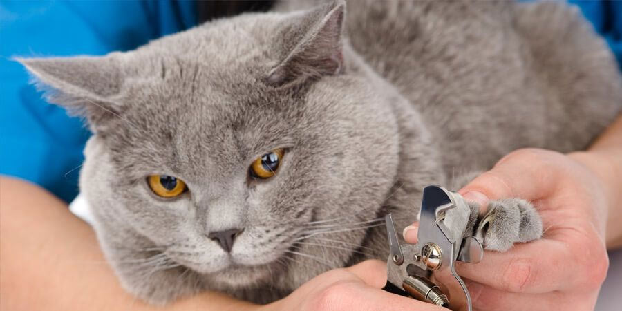 Cuidado de las uñas en gatos