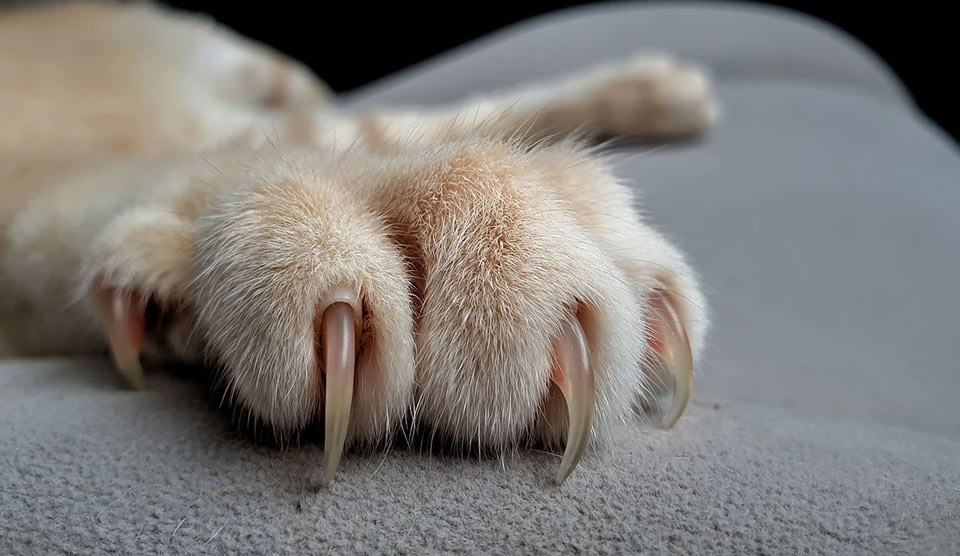 Uñas en gatos