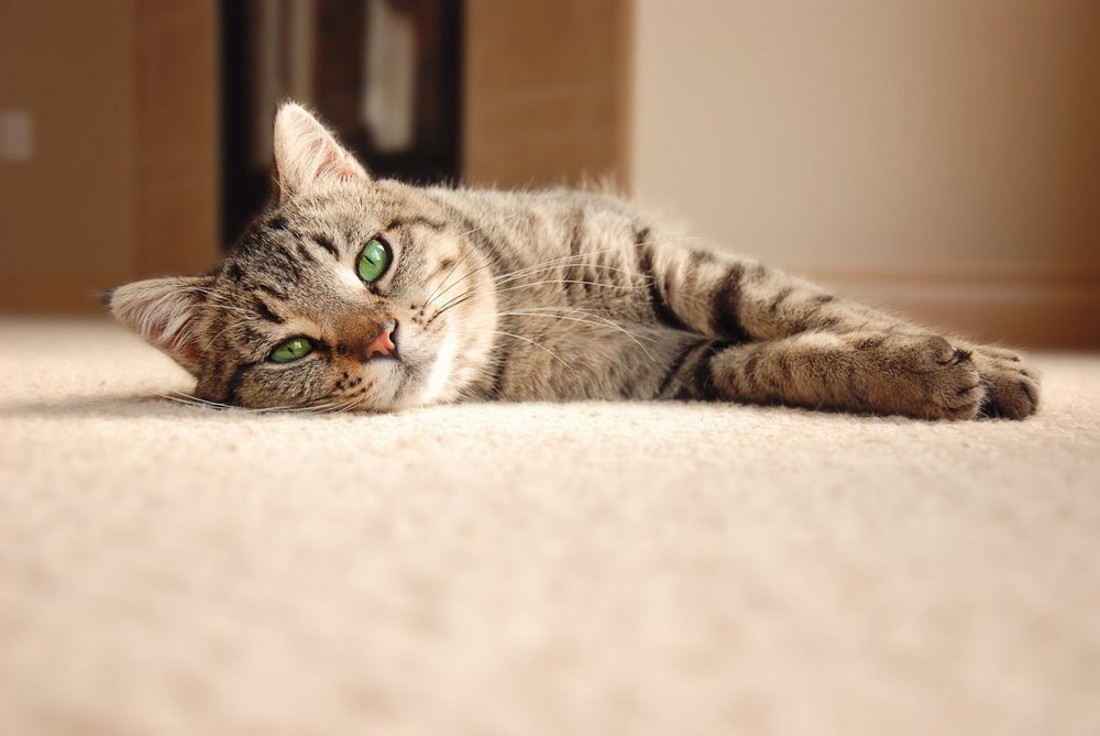 Gato en el suelo