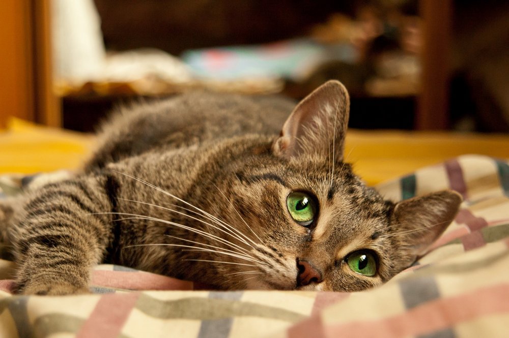 Gato sobre la manta