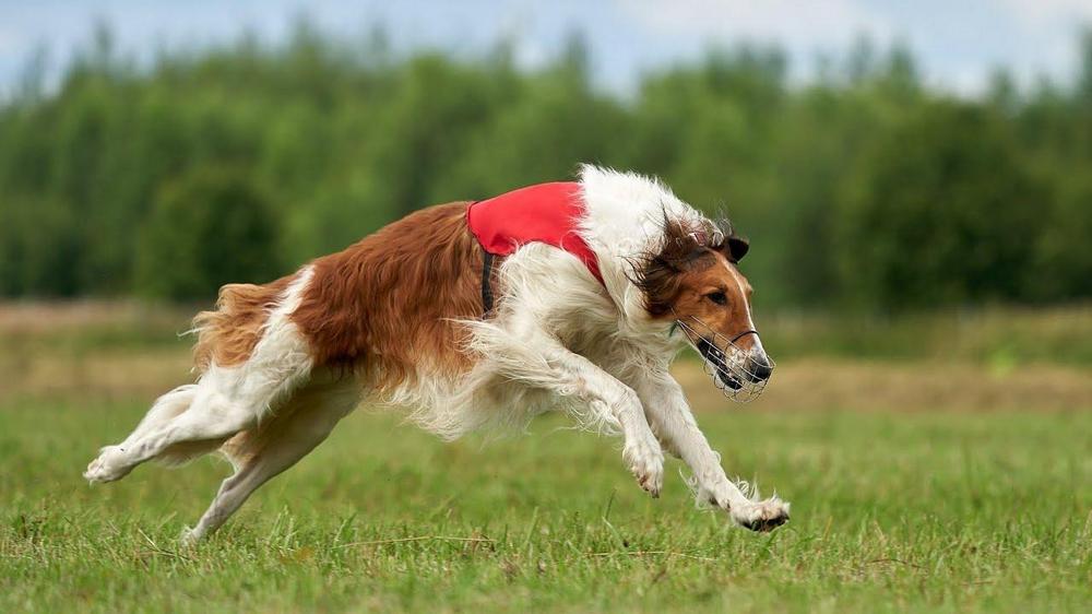 Perro en el campo, árboles
