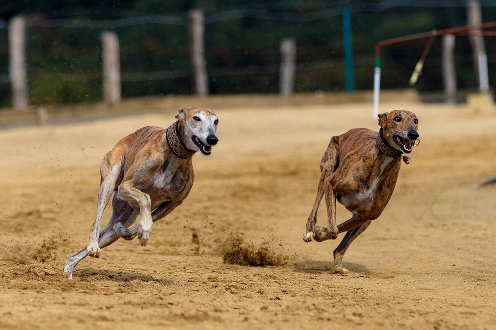 Perros, arena