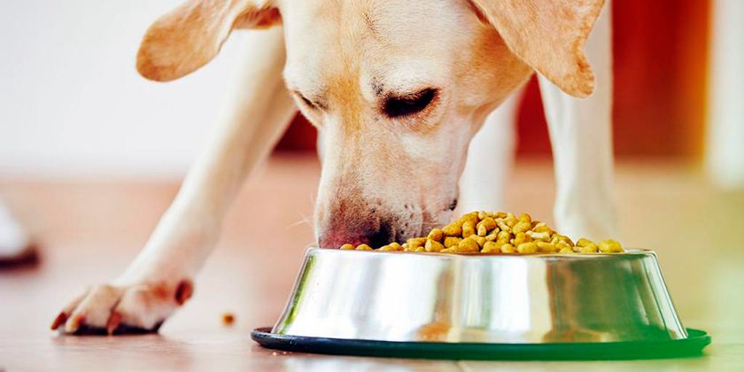 Lachsöl für Hunde