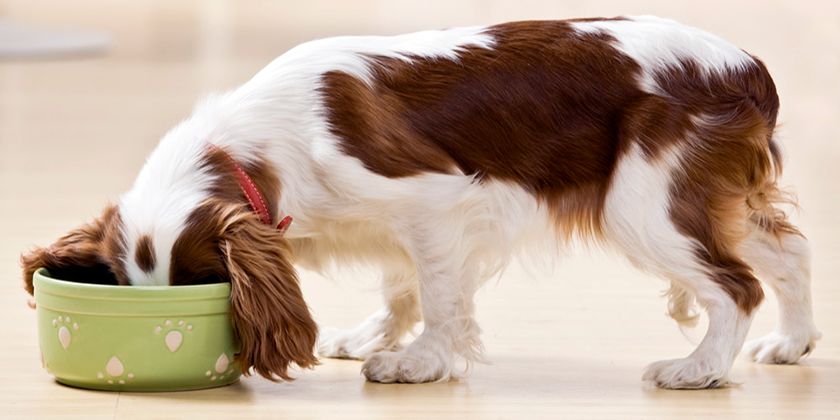 Lachsöl in der Hundeernährung