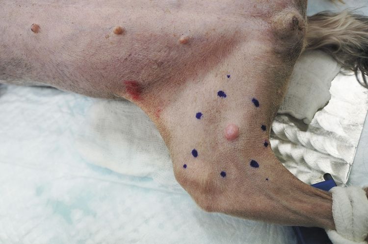 Mastocitoma en perros