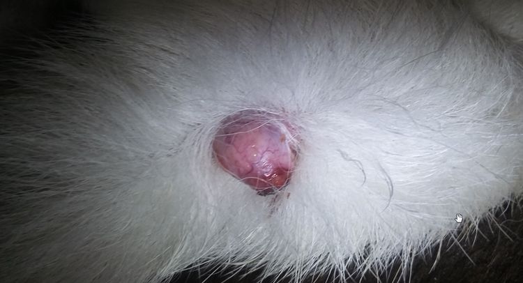 Cómo se ve el mastocitoma en un perro en la foto