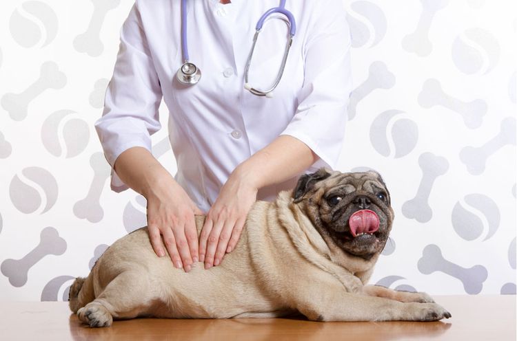Examen del perro por el veterinario
