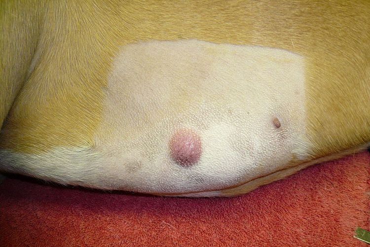 Mastocitoma en perros