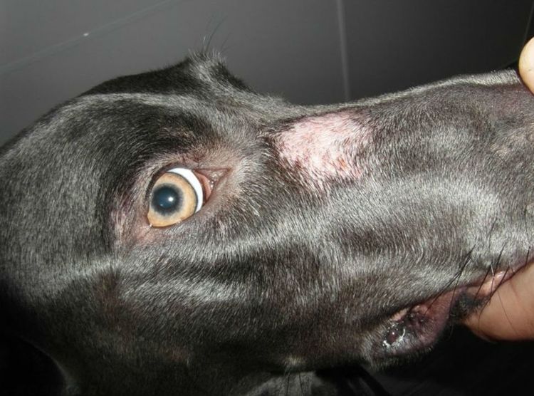 Microsporia en el hocico del perro