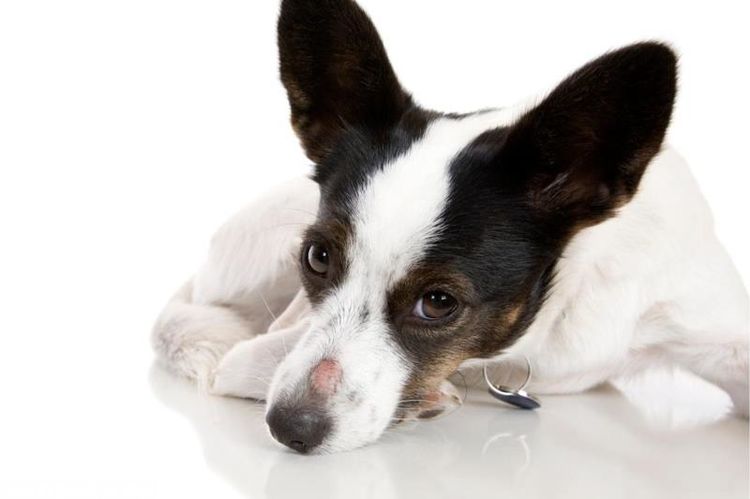 Microsporosis en el perro