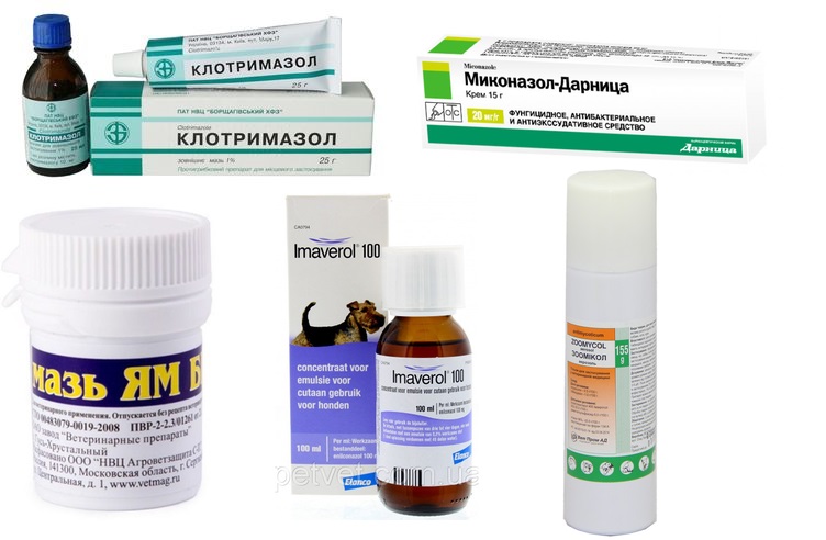 Medicamentos para el tratamiento de la microsporia en perros