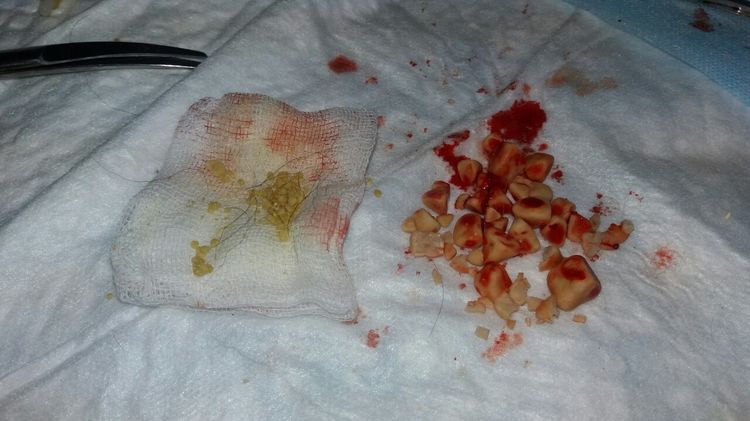 Cálculos de oxalato en los riñones del perro