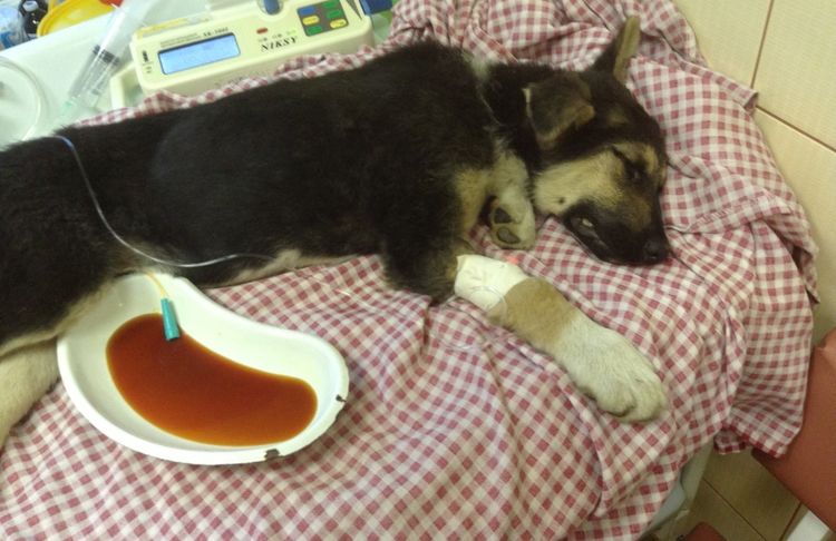 Urolitiasis en perros