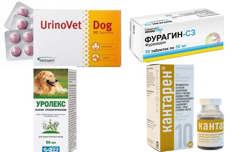 Medicamentos para el tratamiento de la urolitiasis en perros