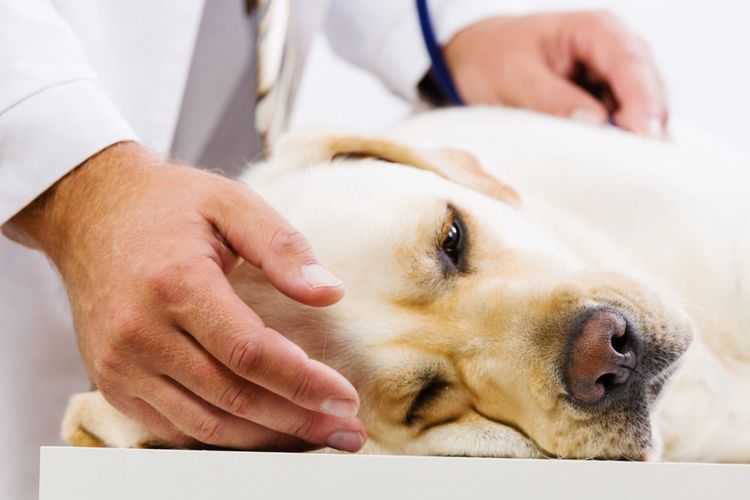 Urolitiasis en perros