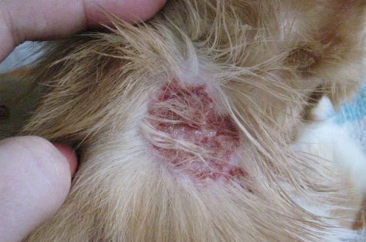 Eccema húmedo en perros