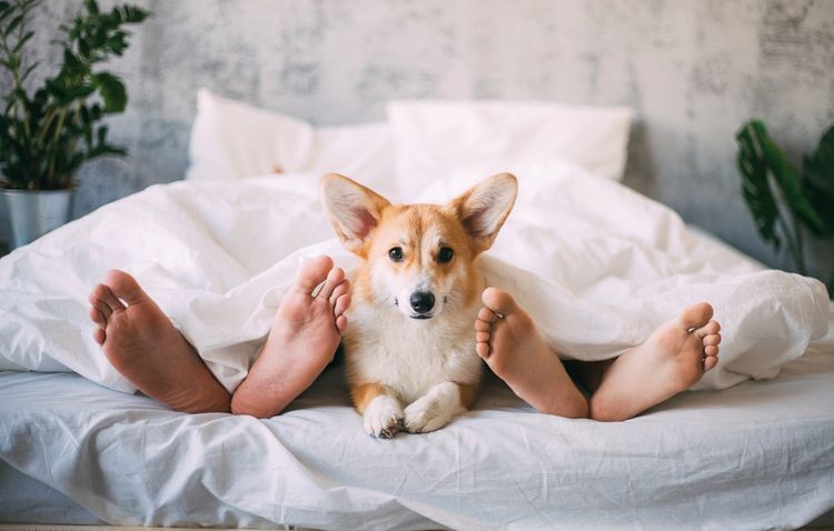 El corgi duerme en la cama de sus dueños.