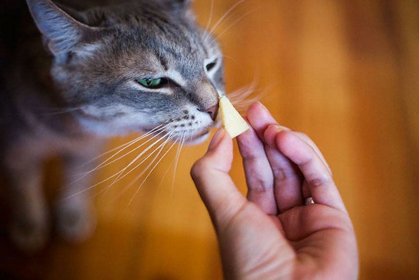 Welchen Käse kann man Katzen geben?