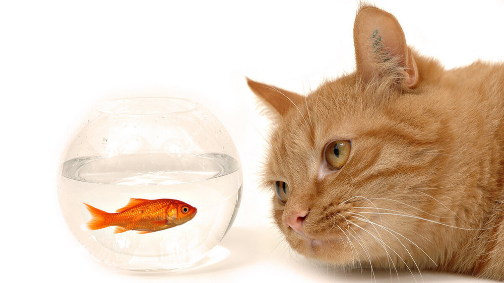 Peces en el acuario cerca del gato