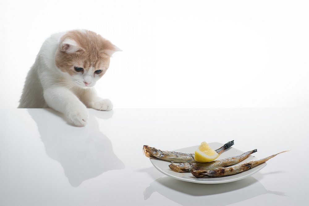 Pescado en un plato en la mesa junto al gato