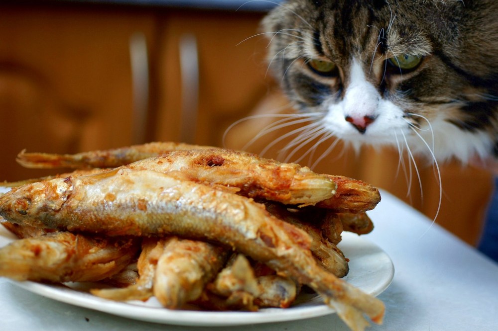Gato junto a un plato de pescado frito