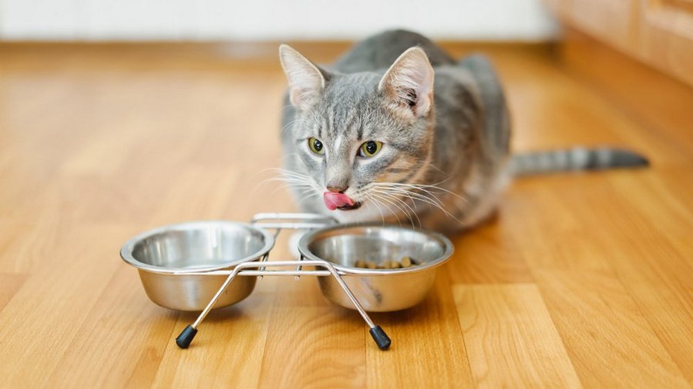 Gato cerca de los cuencos de comida
